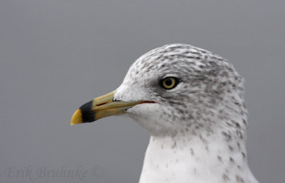 Ring-billed Gull