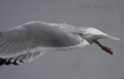 Thayer's Gull (note lacking white primary tongues) or Vega Gull?