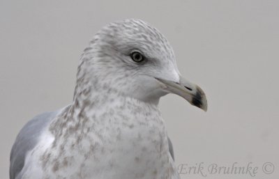 Beautiful Herring Gull - with speckling in iris.