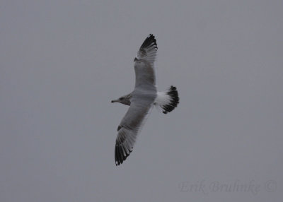 Herring Gull