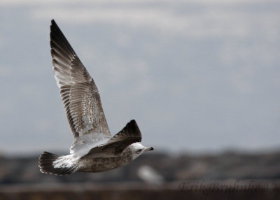 Herring Gull