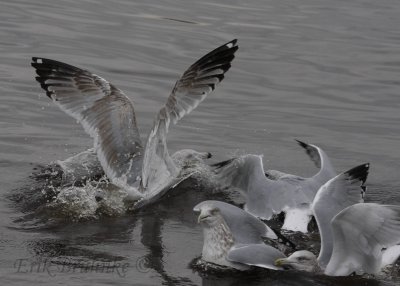 3rd-cycle Herring Gull landing