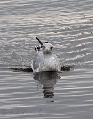 Herring Gull (3rd-cycle)