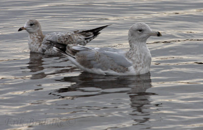 Ring-billed Gull 1st-cycle (left) with Herring Gull 3rd-cycle (right)