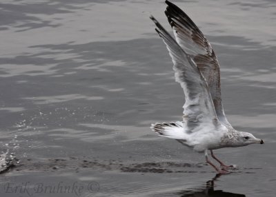 3rd-cycle Herring Gull taking off
