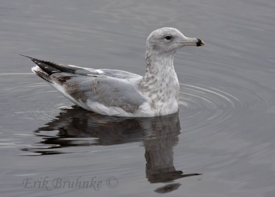 3rd-cycle Herring Gull