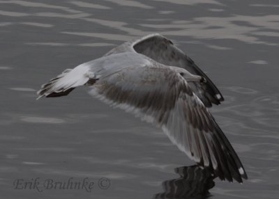 3rd-cycle Herring Gull