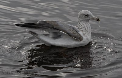 3rd-cycle Herring Gull