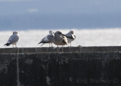 Great Black-backed Gull