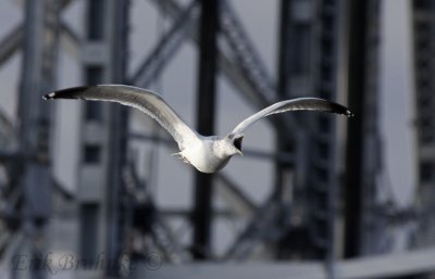 Herring Gull calling in flight!
