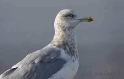 Herring Gull (yellow, orange and red bill)... going through a pigment transition!