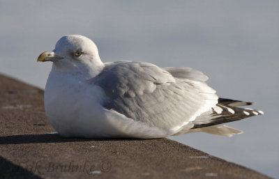 Herring Gull living on the edge