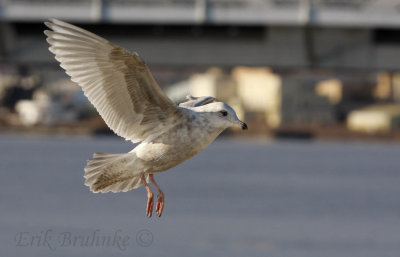 Kumlien's Gull?