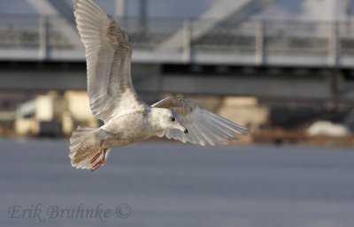 Kumlien's Gull?