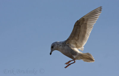 Kumlien's Gull?