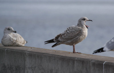 Pale Herring Gull - possibly European?