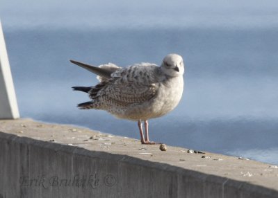 Pale Herring Gull - possibly European?