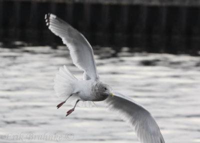 Adult Thayers Gull