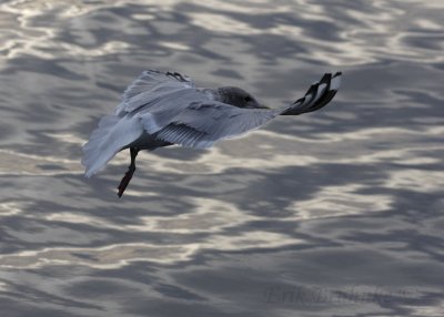 Adult Thayers Gull