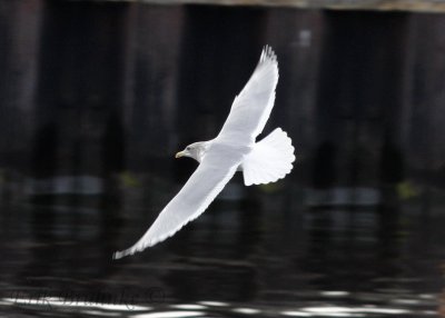 Adult Thayers Gull