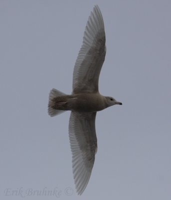 Glaucous Gull