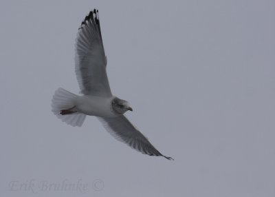 Adult Herring Gull