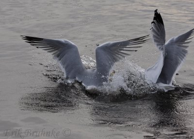 Herring Gulls