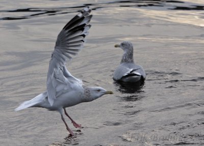 Herring Gull landing