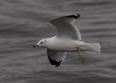 Ring-billed Gull adult