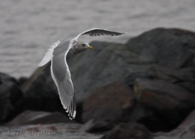 Adult Thayer's Gull