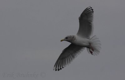 Adult Thayer's Gull