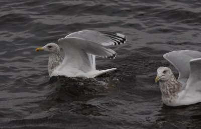 Adult Thayer's Gull