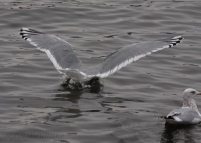 Adult Thayer's Gull with Herring Gull