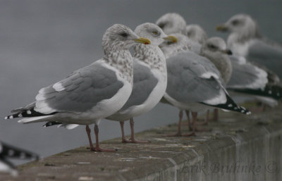 Adult Thayer's Gull in front of a line of Herring Gulls