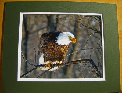 Bald Eagle (matted print)