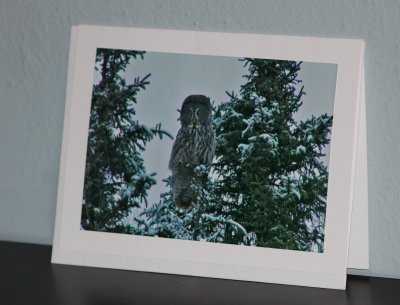 Great Gray Owl (card)
