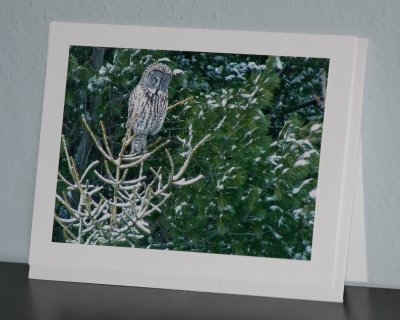Great Gray Owl (card)