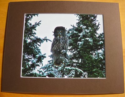 Great gray Owl  (matted print)