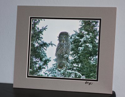 Great Gray Owl  (matted print)