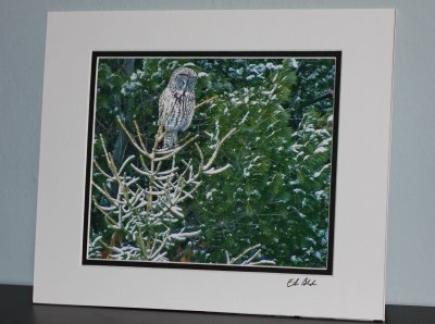 Great Gray Owl  (matted print)