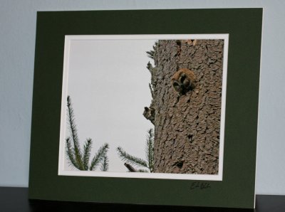 Northern Saw-whet Owl  (matted print)