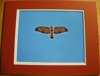 Red-tailed Hawk (matted print)