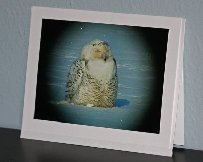 Snowy Owl (card)