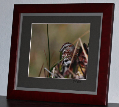 Song Sparrow (matted and framed print)
