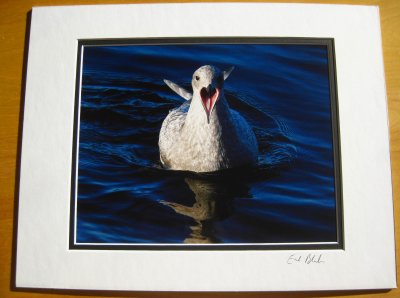 Thayer's Gull (matted print)