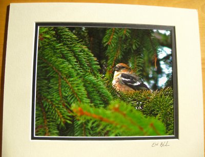 White-winged Crossbill (matted print)