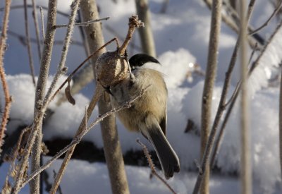 Black-capped Chickadee... hanging onto lunch!