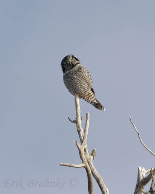 Northern Hawk Owl