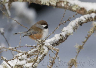 Boreal Chickadee