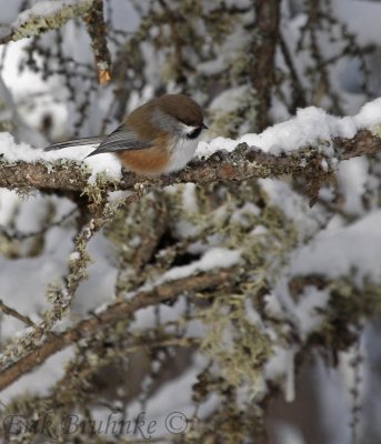 Boreal Chickadee